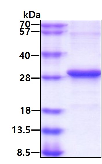 3 μg by SDS-PAGE under reducing condition and visualized by coomassie blue stain.